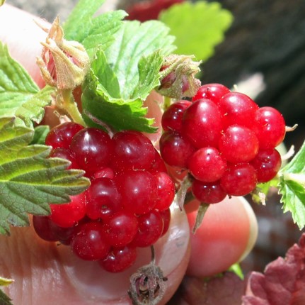 Княженика обыкновенная Беата